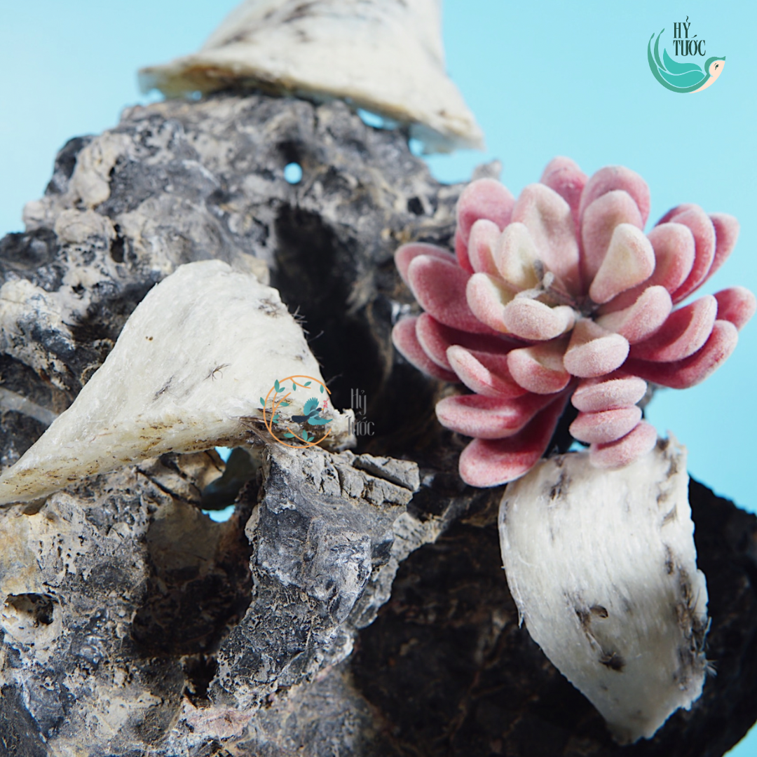 Tổ Yến Thô Khánh Hòa Cao Cấp