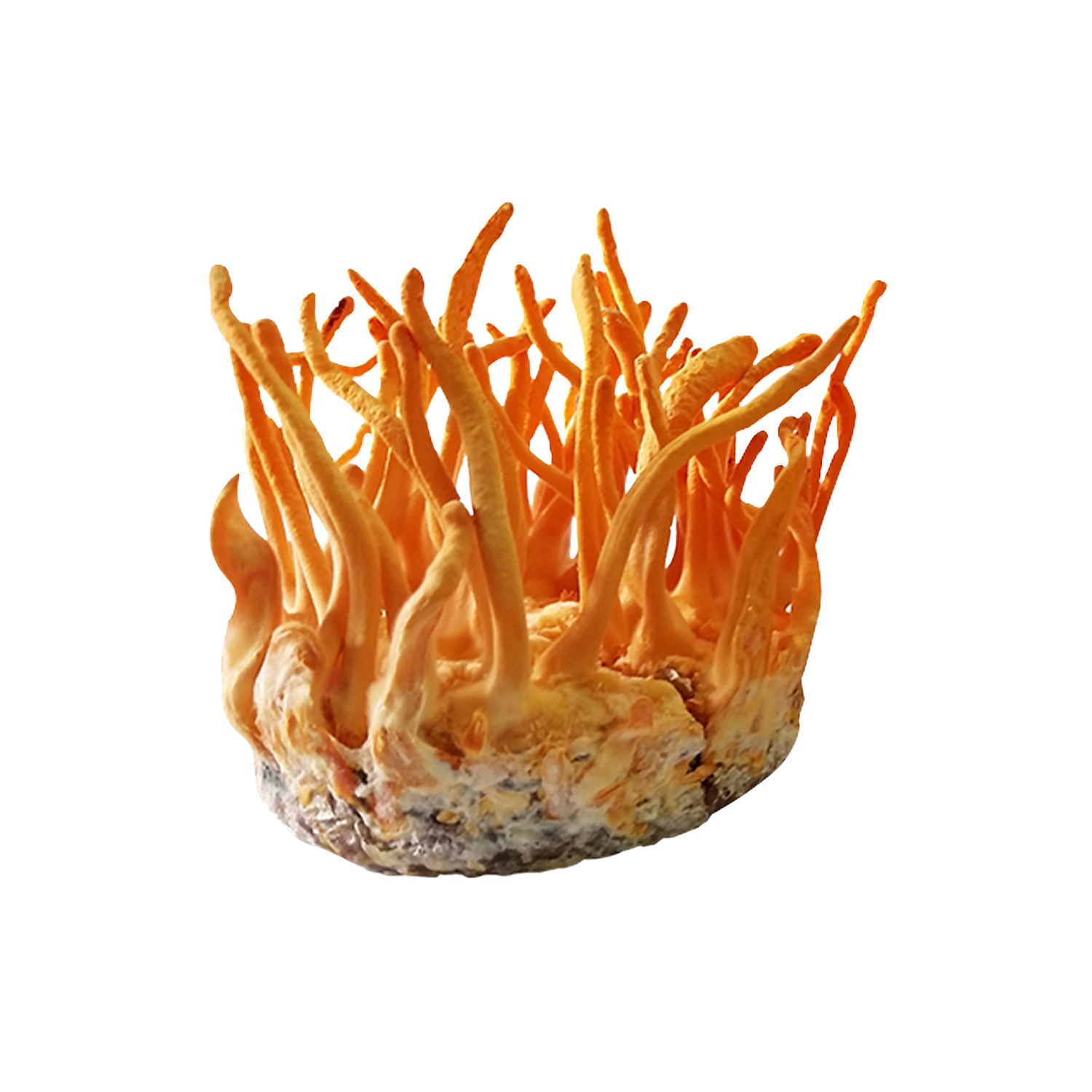 [Mua kèm] Nấm đông trùng